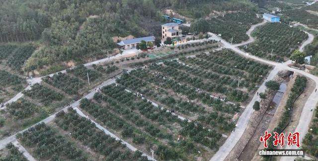 图为航拍赣南脐橙果园。(无人机照片) 欧阳欢 摄