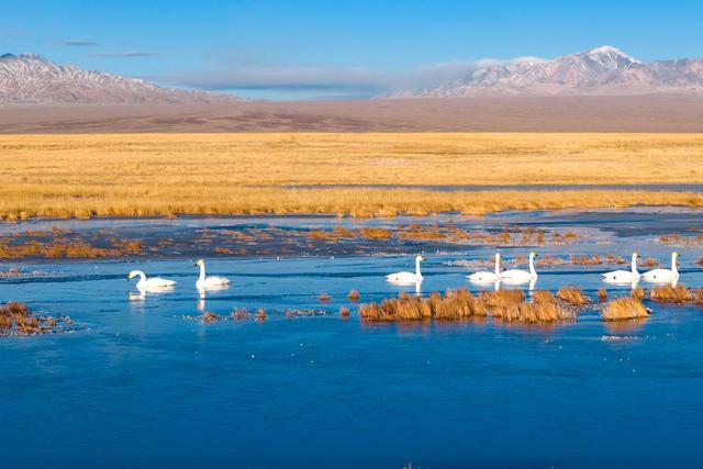 11月14日，在河西走廊西端的甘肃省阿克塞县小苏干湖湿地，大天鹅在一处水域游弋觅食（无人机照片）。新华社记者 郎兵兵 摄