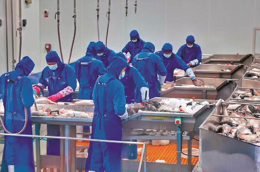 天蕴渔业的工人正在对三文鱼进行加工、分级。河南日报记者 孔昊 摄