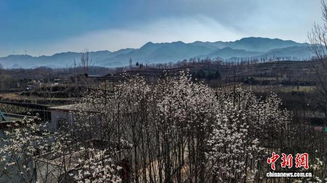2月20日，河南省平顶山市鲁山县团城乡辛夷花进入最佳观赏期。图为绽放的辛夷花与青山绿水相映成趣。(无人机照片)马进伟 摄