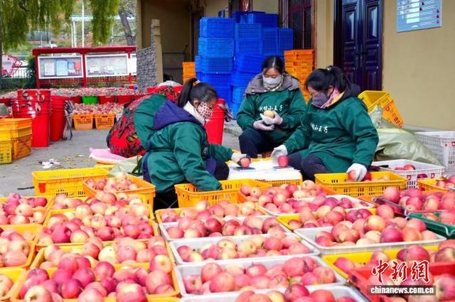 11月20日，四川省茂县南新镇安乡村村民分选成熟的苹果。记者 安源 摄