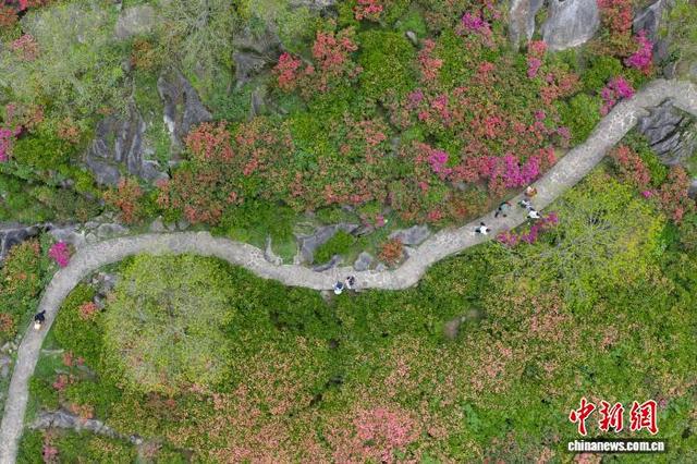 4月19日，航拍重庆酉阳叠石花谷，游客行走在杜鹃盛放的林间小道上。（无人机照片）中新社记者 何蓬磊 摄