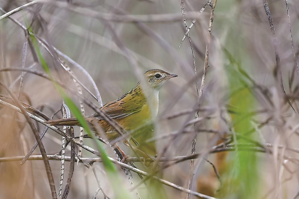 斑背大尾莺 陈文森 摄