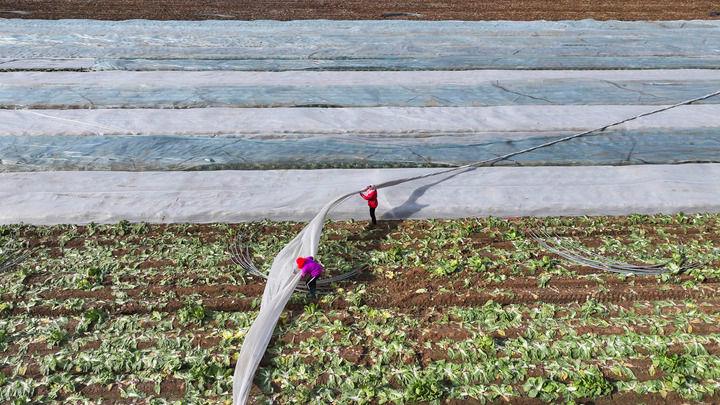 △2025年12月11日，山东东营广饶县，农民为作物覆盖防寒无纺布。
