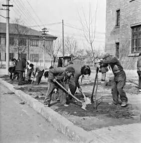 1959年3月，百万庄小学学生在路旁植树。李士民 摄