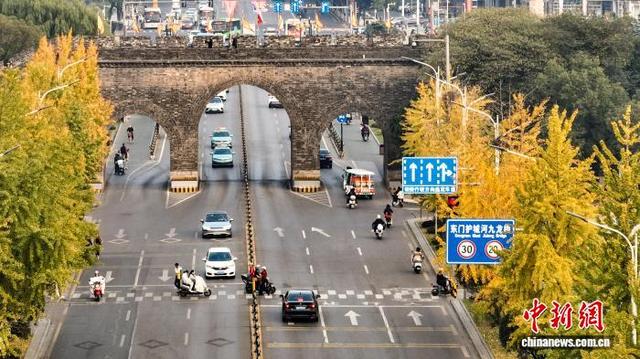 图为金黄的银杏叶与古老城墙相映成趣。(无人机图片）吴淘淘 摄