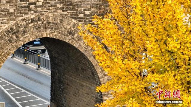 图为金黄的银杏叶与古老城墙相映成趣。(无人机图片）吴淘淘 摄