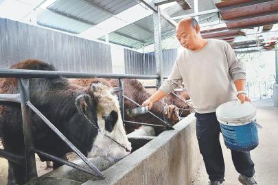 11月8日，木里县列瓦镇羊棚子村村民在圈舍里喂牛。 湛璐霜 摄