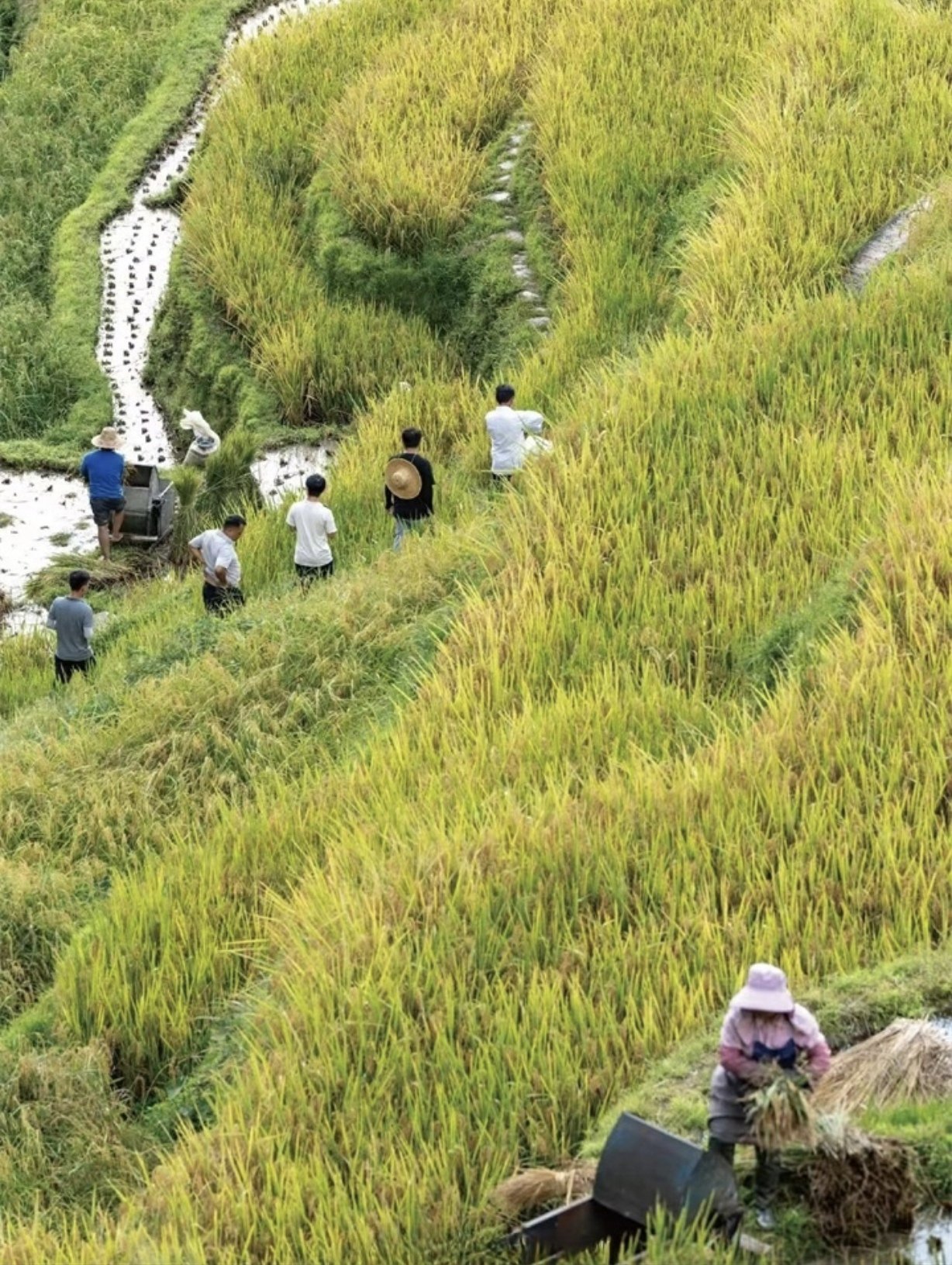 游客漫步加榜梯田。（加榜梯田景区供图）