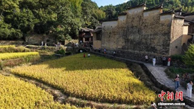 走进屏城乡厦地村，连片的金色稻田是秋日最亮眼的底色，游客穿梭其间，微风裹挟稻穗清香。甘叶斌 摄