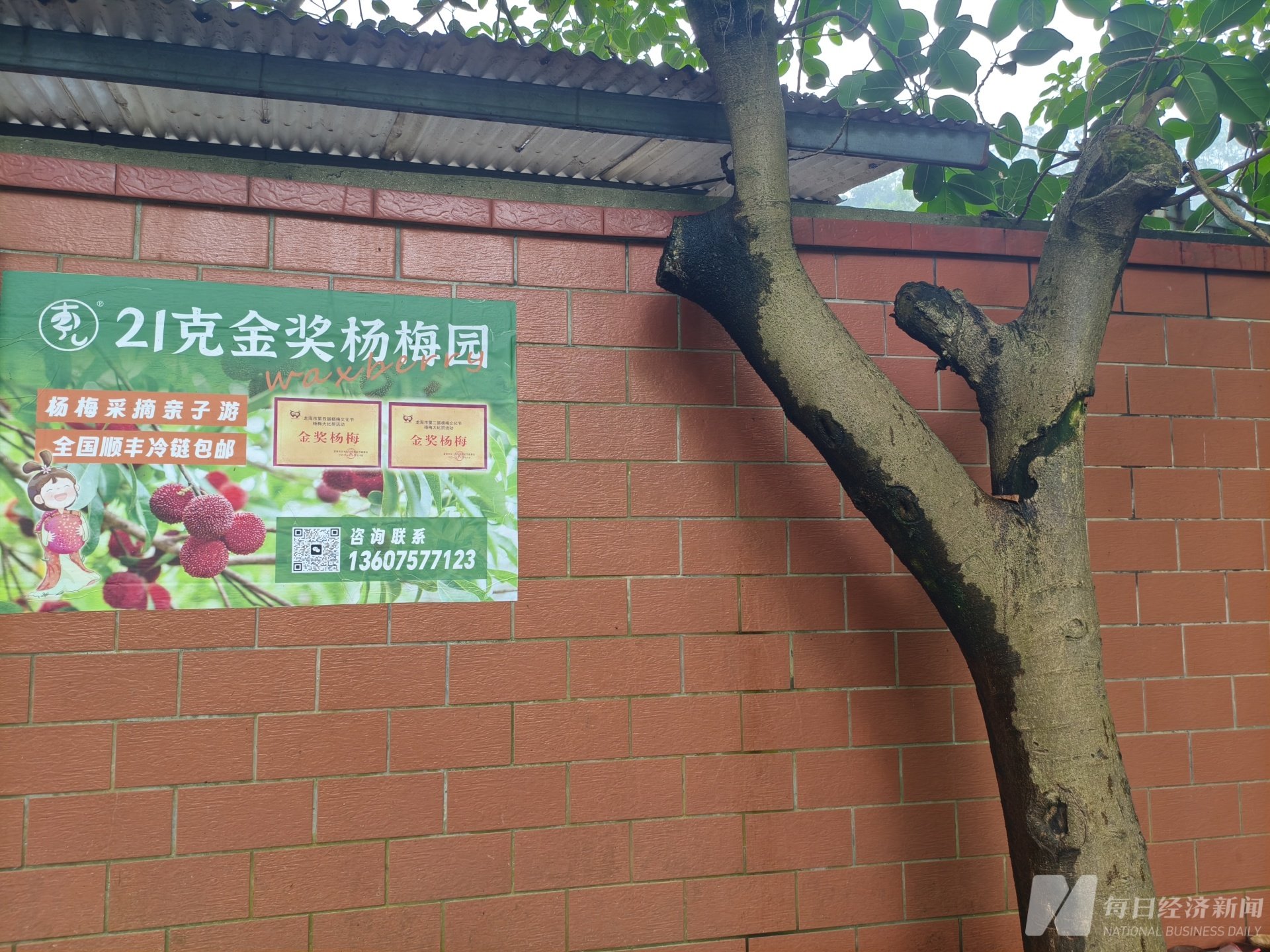 曾燕珠管理的21克金奖杨梅园 图片来源：每经记者 赵李南 摄