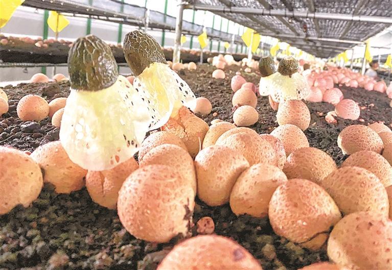 贵州金荪生物科技开发有限责任公司智能菇棚内生长的竹荪。 (受访者供图)