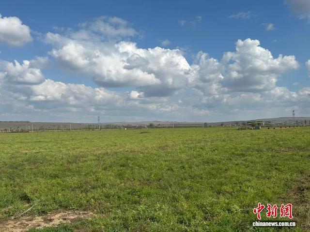 图为五寨县连片的黄芪田。刘小红摄