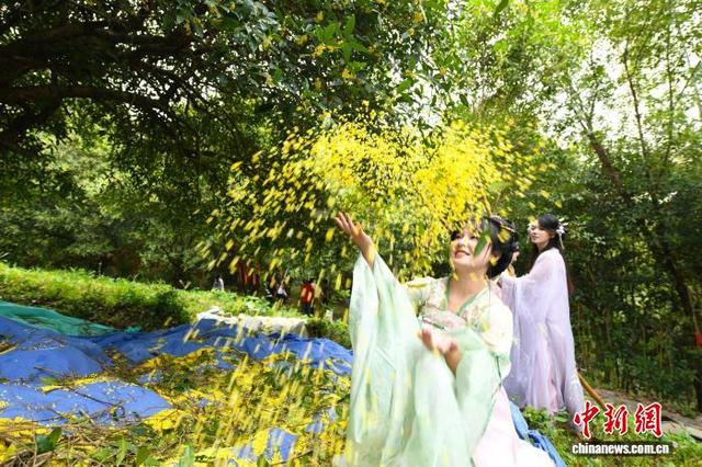 图为游客化身“桂花仙子”在桂花树下合影留念。陈红菊 摄