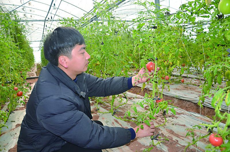 李伟在农小李生态农场大棚里干活