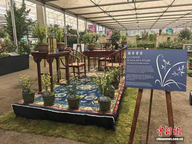 上海辰山植物园打造的“兰香书斋”中式文人书房微景观将国兰文化、君子美学、中式生活方式具象化。(上海辰山植物园供图)