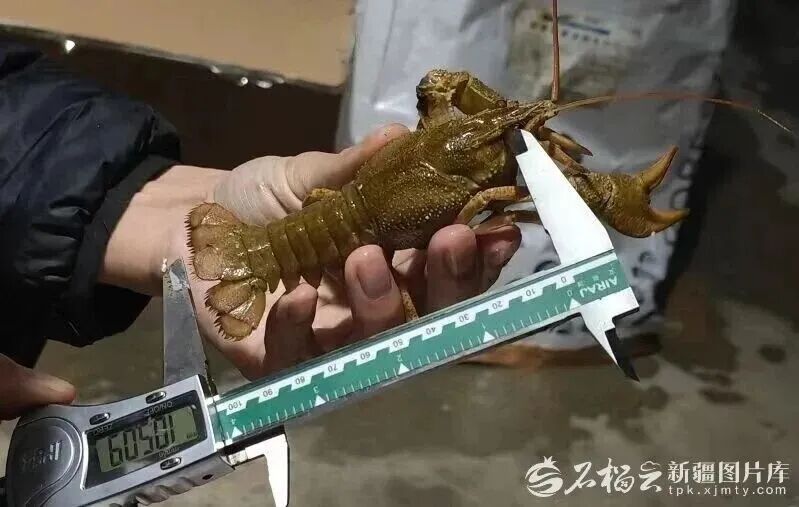 由新疆本地培育的窄螯螯虾虾苗最长达10厘米（资料图片）。图片由新疆农业大学提供