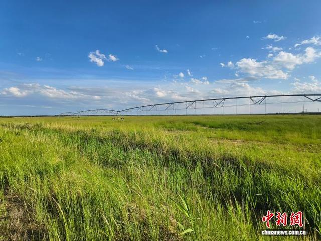 (资料图)2025年7月，科左后旗海鲁吐镇阿力顺文都嘎查，成片羊草进入收割期。 梅灵 摄