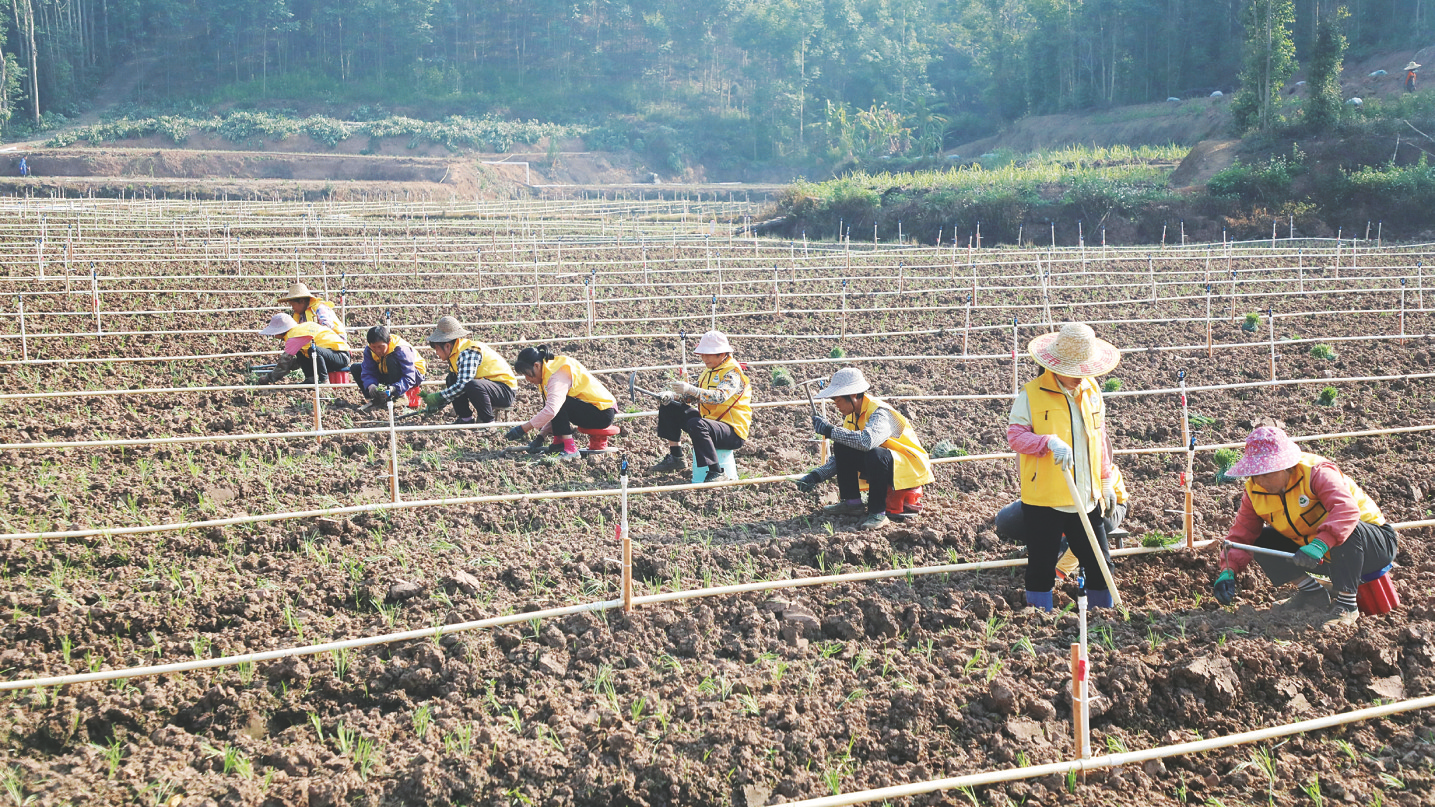     韭菜花种植示范基地内，农户忙着移栽菜苗。    本报通讯员黄慧铃 摄