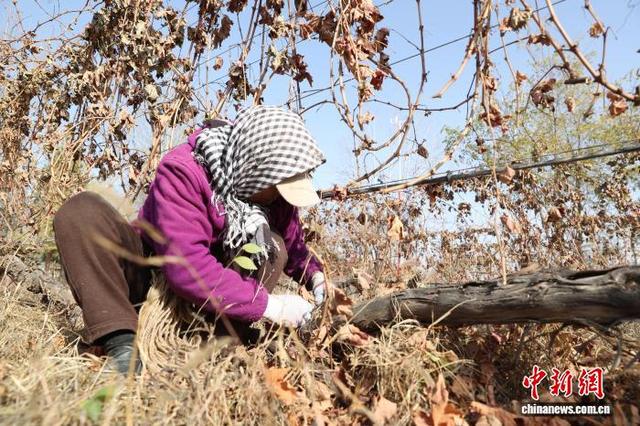 11月8日，在位于宁夏银川市贺兰山东麓的志辉源石酒庄，工作人员进行埋藤作业。中新社记者 于晶 摄