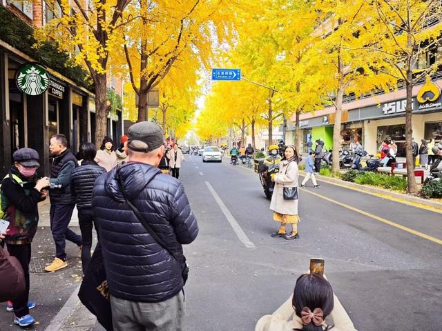 局门路银杏在社交平台上出圈（资料图）