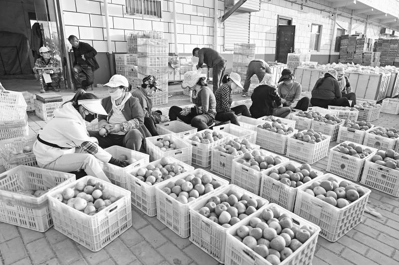 　　尧生镇某合作社苹果包装现场（资料照片） 本报记者 张创摄