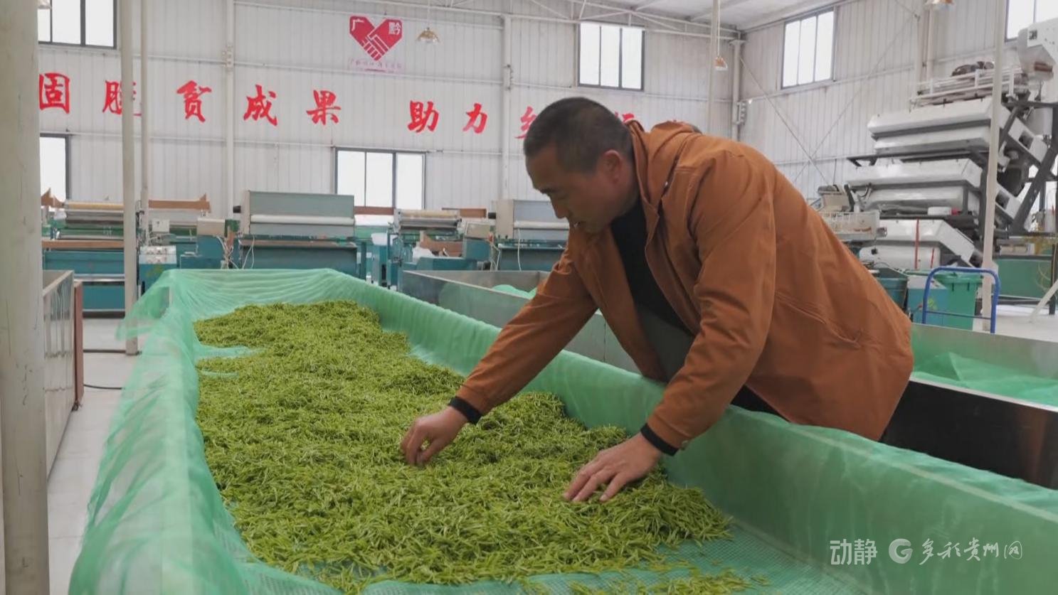 贵州华虹茶业有限责任公司经理 邓烈波