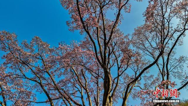 2月20日，河南省平顶山市鲁山县团城乡辛夷花进入最佳观赏期。图为鲁山县团城乡辛夷花绽放。(无人机照片)马进伟 摄