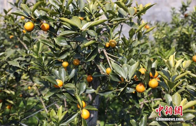 图为融安金桔挂枝头。陈梅 摄