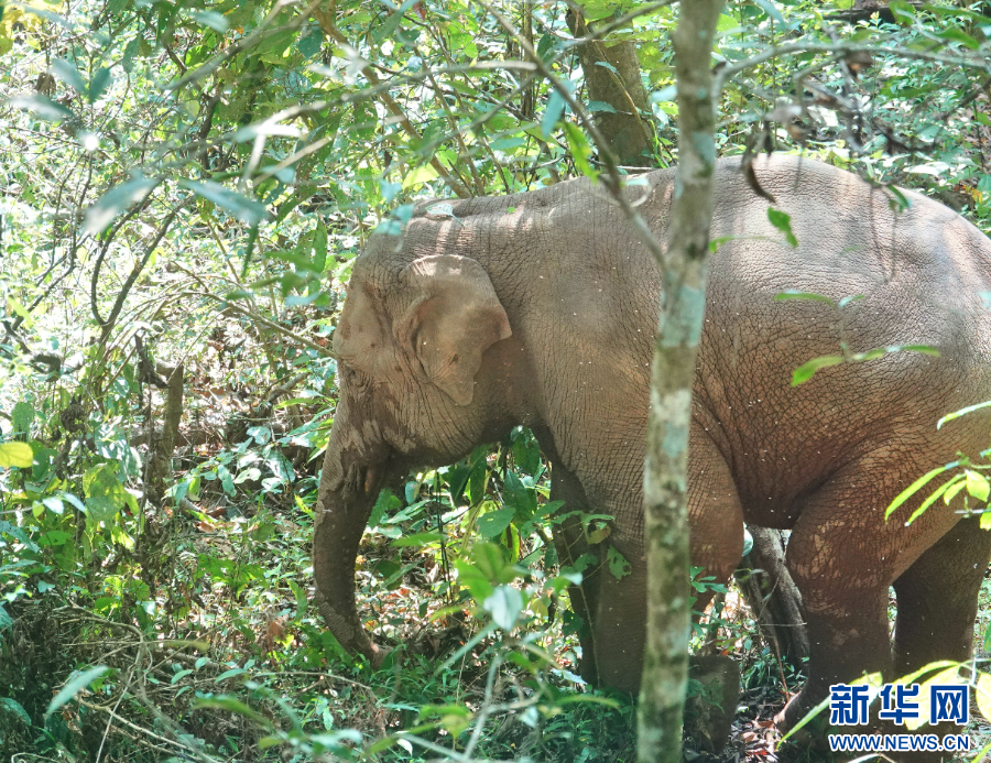 这是3月18日拍摄到的受伤小象。新华网发（周晨浩 摄）