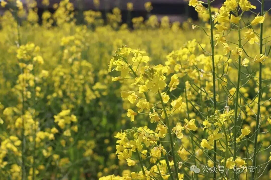 安宁油菜花 图源：“魅力安宁”微信公众号