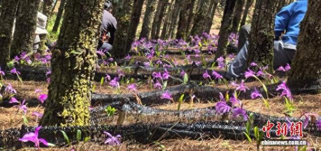 松树林下盛开的独蒜兰。 鲁甸县融媒体中心 供图