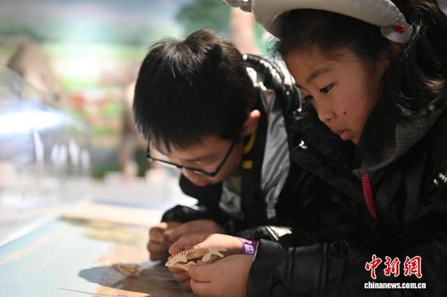 1月20日，甘肃临夏州临夏市，当地小学生在临夏世界地质公园博物馆拼接古动物化石模型。九美旦增 摄