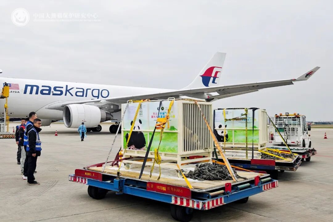 两只大熊猫准备装机启运