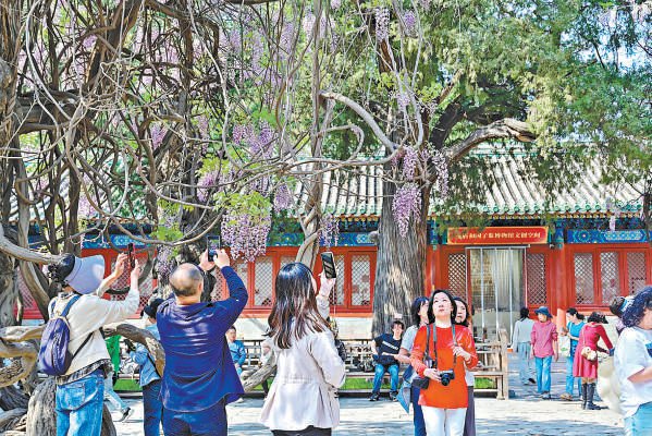 孔庙和国子监博物馆的紫藤迎来盛花期，吸引观众定格美景。本报记者 金瑶摄