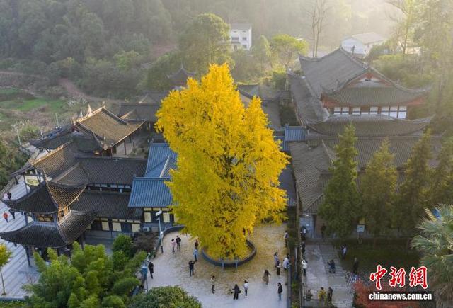 11月25日，游客在重庆天心寺观赏古银杏树。中新社记者 何蓬磊 摄