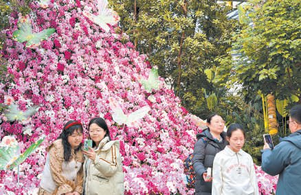 世界花卉大观园内，专门为新春制作的蝴蝶兰立体花瀑成为人们打卡的热点景观。本报记者刘平 摄