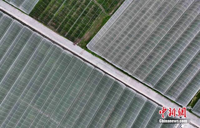 图为融安金桔林连片大棚错落排布，蔚为壮观。(无人机拍摄)谭凯兴 摄