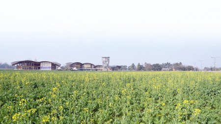 中国天府农业博览园内的油菜花。车家竹摄