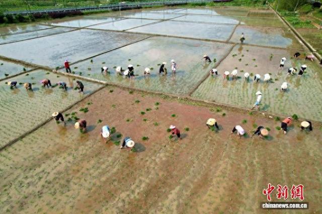 4月11日，阳光下，20余名村民和金砂镇青年突击队队员分工协作、抢抓时令。永定区融媒体中心供图