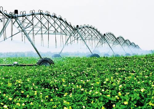 张家口弘基农业马铃薯生产基地内，喷淋装置正在喷洒作业。 受访者供图