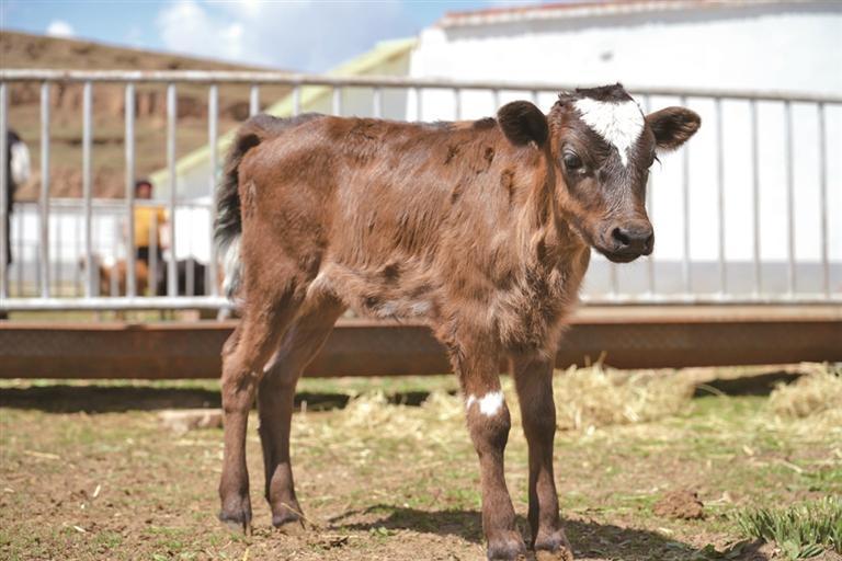 娟姗犏牛。资料图
