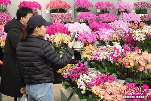 2月7日，民众在秦岭花世界选购年宵花。 李一璠 摄