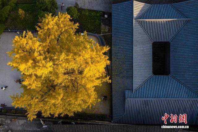 11月25日，航拍重庆天心寺的古银杏树。中新社记者 何蓬磊 摄