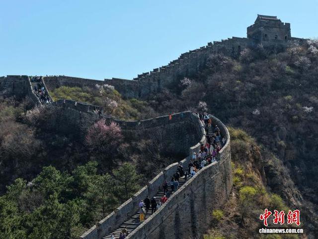 4月4日,游客在金山岭长城赏花游玩。(无人机照片)梁志青 摄