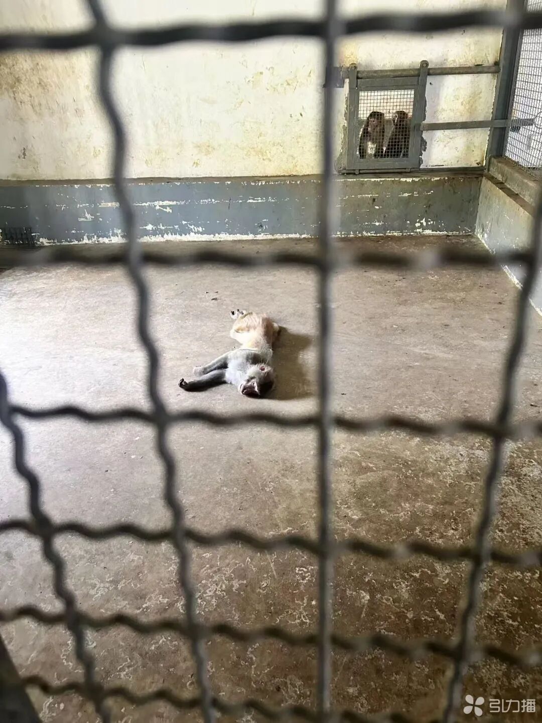 猕猴“大表哥”被送回上方山观察。图片由“闪电动物救援”工作人员提供