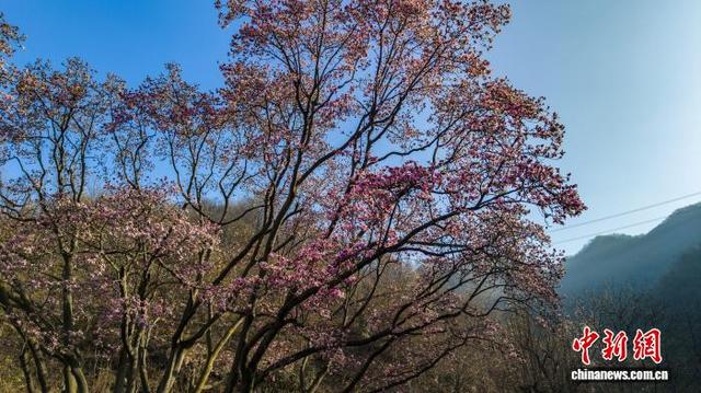 2月20日，河南省平顶山市鲁山县团城乡辛夷花进入最佳观赏期。图为鲁山县团城乡辛夷花绽放。(无人机照片)马进伟 摄