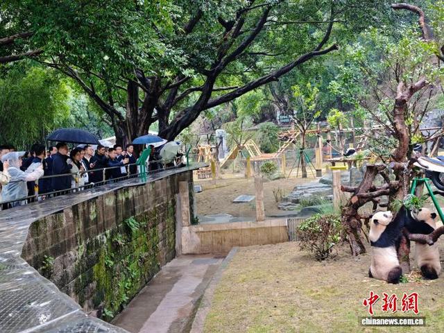 10月29日,2025年世界城市日中国主场活动嘉宾走进重庆动物园参观大熊猫。张秀峰 摄