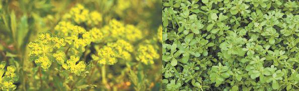 泽漆（左，有毒）；马齿苋（右，可食用） 均为东方IC图