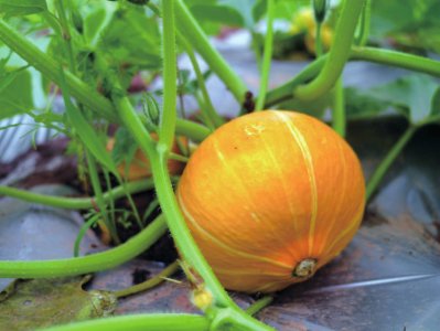 园区内的瓜果。受访者供图